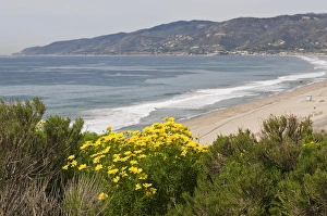 USA, CA, Malibu, Point Dume State Park. Coreopsis gigantea USA, CA, Malibu, Point Dume State Park. Coreopsis gigantea