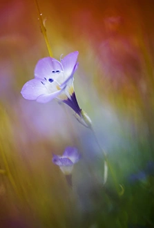 USA, California, Abstract of gilia amidst other wildflowers USA, California, Abstract of gilia amidst other wildflowers