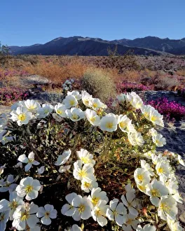 USA, California, Anza-Borrego DSP. Dune evening primrose catch late light in Anza-Borrego USA, California, Anza-Borrego DSP. Dune evening primrose catch late light in Anza-Borrego