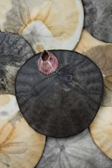 USA, California. Barnacle and sand dollars on beach USA, California. Barnacle and sand dollars on beach