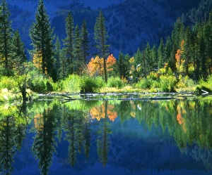 USA, California, A beaver pond in the Sierra Nevada Mountains, CA USA, California, A beaver pond in the Sierra Nevada Mountains, CA