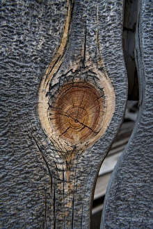 USA, California, Bodie State Park. Weathered tree knot USA, California, Bodie State Park. Weathered tree knot