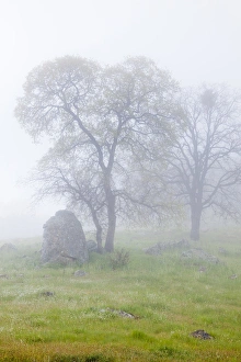 USA, California, Bullion Mountain. Oak trees in fog USA, California, Bullion Mountain. Oak trees in fog