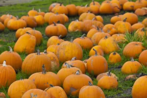 USA, California, Central Coast, Swanton, pumpkins USA, California, Central Coast, Swanton, pumpkins