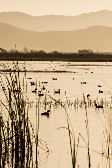 USA: California, Central Valley, San Joaquin River Valley, San Luis National Wildlife Refuge USA: California, Central Valley, San Joaquin River Valley, San Luis National Wildlife Refuge
