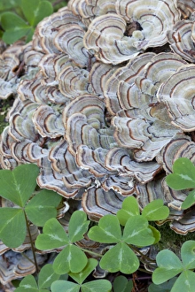 USA, California. Close-up of oxalis leaves and fungus in Samuel P. Taylor State Park USA, California. Close-up of oxalis leaves and fungus in Samuel P. Taylor State Park