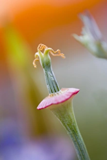 USA, California, Close-up of poppy flower without petals USA, California, Close-up of poppy flower without petals