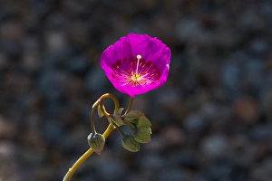 USA, California. Close-up of succulent flower USA, California. Close-up of succulent flower