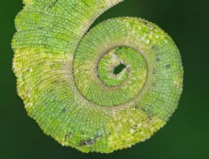 Images Dated 14th November 2010: USA, California. Close-up of tail of Jacksons chameleon