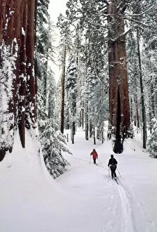 Sequoia National Park Gallery: USA, California, Cross Country Skiing, Winter, Sequoia and Kings Canyon National Park