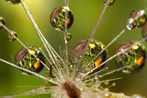USA, California. Dandelion and water droplets USA, California. Dandelion and water droplets