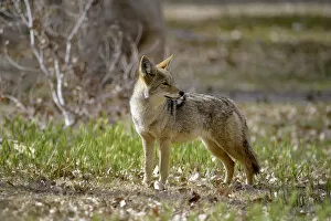 USA, California, Death Valley, Lone coyote (Canis latrans) standing in the grass