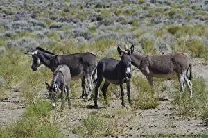 USA, California. Death Valley National Park, Butte Valley Road, Wild Burros USA, California. Death Valley National Park, Butte Valley Road, Wild Burros