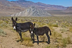 USA, California, Death Valley National Park, Butte Valley Road, Wild Burros USA, California, Death Valley National Park, Butte Valley Road, Wild Burros