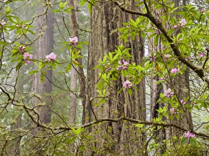 USA, California, Del Norte Coast Redwoods State Park, Blooming rhododendrons in fog USA, California, Del Norte Coast Redwoods State Park, Blooming rhododendrons in fog