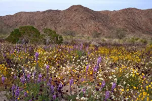 Joshua Tree National Park Gallery: USA, California, Desert Wildflowers in Joshua Tree National Park