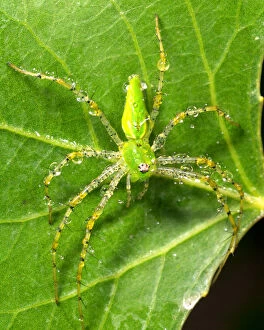 Spiders Gallery: Green Lynx Spider
