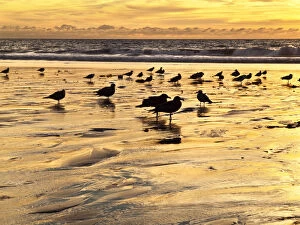 Images Dated 7th November 2010: USA, California, Encinitas, Sea gulls on Moonlight Beach at sunset