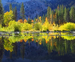 USA; California; Fall colors reflecting in A beaver pond in the Sierra Nevada Mountains USA; California; Fall colors reflecting in A beaver pond in the Sierra Nevada Mountains