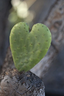 USA, California. Heart-shaped cactus. Credit as: Christopher Talbot Frank / Jaynes USA, California. Heart-shaped cactus. Credit as: Christopher Talbot Frank / Jaynes