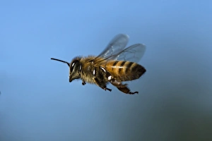 USA, California. Honey bee in flight. Credit as: Christopher Talbot Frank / Jaynes USA, California. Honey bee in flight. Credit as: Christopher Talbot Frank / Jaynes