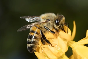 USA, California. Honey bee on flower. Credit as: Christopher Talbot Frank / Jaynes USA, California. Honey bee on flower. Credit as: Christopher Talbot Frank / Jaynes