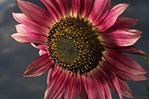 USA, California. Hybrid sunflower. Credit as: Christopher Talbot Frank / Jaynes Gallery USA, California. Hybrid sunflower. Credit as: Christopher Talbot Frank / Jaynes Gallery