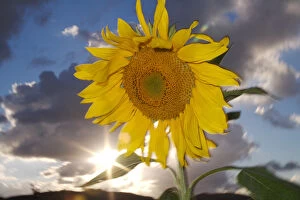 Images Dated 6th October 2006: USA, California, Hybrid sunflower blowing in the wind at dusk