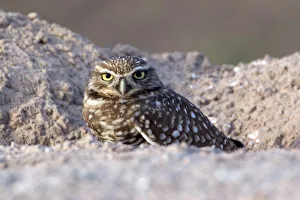 USA - California - Imperial County - Salton Sea area - Burrowing Owl sitting at entrance USA - California - Imperial County - Salton Sea area - Burrowing Owl sitting at entrance