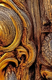 USA, California, Inyo National Forest, White Mountains. Bristlecone pine bark detail USA, California, Inyo National Forest, White Mountains. Bristlecone pine bark detail