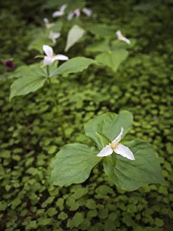 USA, California, Jedediah Smith Redwoods State Park. Trillium flower plants. Credit as USA, California, Jedediah Smith Redwoods State Park. Trillium flower plants. Credit as