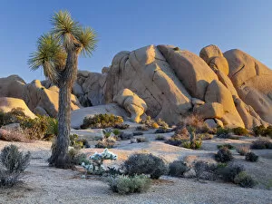 Images Dated 1st April 2012: USA, California, Joshua Tree National Park. Joshua tree and boulder formation at sunset