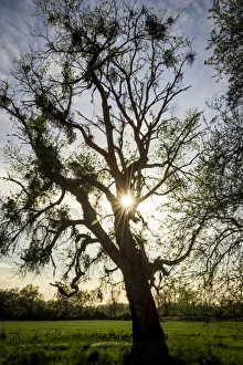 USA: California, Knights Landing, Fremont Weir Wildlife Area on the Sacramento River USA: California, Knights Landing, Fremont Weir Wildlife Area on the Sacramento River
