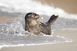 USA, California, La Jolla. Baby harbor seal on sand USA, California, La Jolla. Baby harbor seal on sand