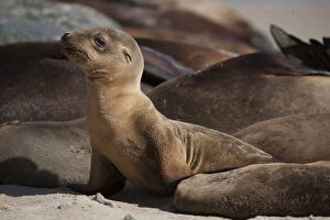 Images Dated 13th March 2016: USA, California, La Jolla. Baby sea lion and adults on beach