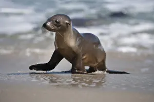 USA, California, La Jolla. Baby sea lion on beach USA, California, La Jolla. Baby sea lion on beach