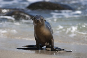 USA, California, La Jolla. Baby sea lion on sand USA, California, La Jolla. Baby sea lion on sand