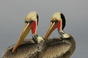 Rhythm Gallery: USA, California, La Jolla. Two brown pelicans preening in rhythm