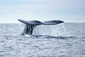 USA, California, La Jolla. Gray whale tail in dive USA, California, La Jolla. Gray whale tail in dive