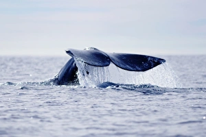 USA, California, La Jolla. Gray whales tail out of water USA, California, La Jolla. Gray whales tail out of water
