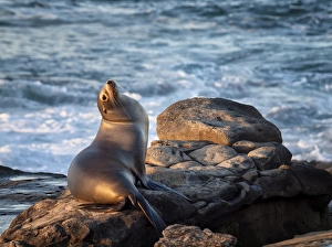 USA, California, La Jolla, Sea lion at La Jolla Cove USA, California, La Jolla, Sea lion at La Jolla Cove