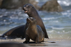 USA, California, La Jolla. Sea lions on beach surf USA, California, La Jolla. Sea lions on beach surf