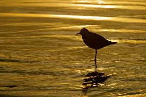 Images Dated 5th January 2006: USA, California, La Jolla Shores. Silhouette of black-bellied plover standing