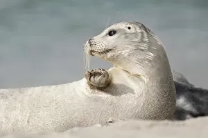 USA, California, La Jolla. White baby harbor seal on sand