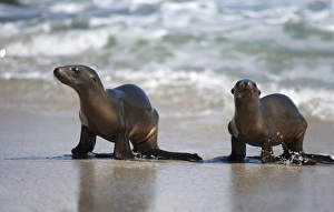 USA, California, La Jolla. Young sea lions on sand USA, California, La Jolla. Young sea lions on sand