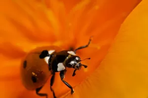 Images Dated 26th May 2006: USA, California. Ladybug on a poppy. Credit as: Christopher Talbot Frank / Jaynes