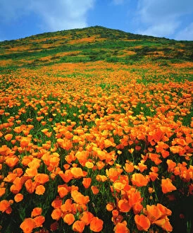 Images Dated 6th May 2014: USA, California, Lake Elsinore. California poppies covering a hillside