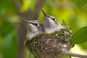 USA; California; Lakeside; Baby Humming Birds USA; California; Lakeside; Baby Humming Birds