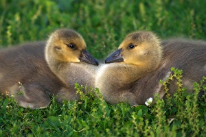 USA; California; Lakeside; Canada Goslings that form a Heart USA; California; Lakeside; Canada Goslings that form a Heart