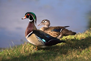 USA, California, Lakeside, Wood Duck. Credit as: Christopher Talbot Frank / Jaynes USA, California, Lakeside, Wood Duck. Credit as: Christopher Talbot Frank / Jaynes